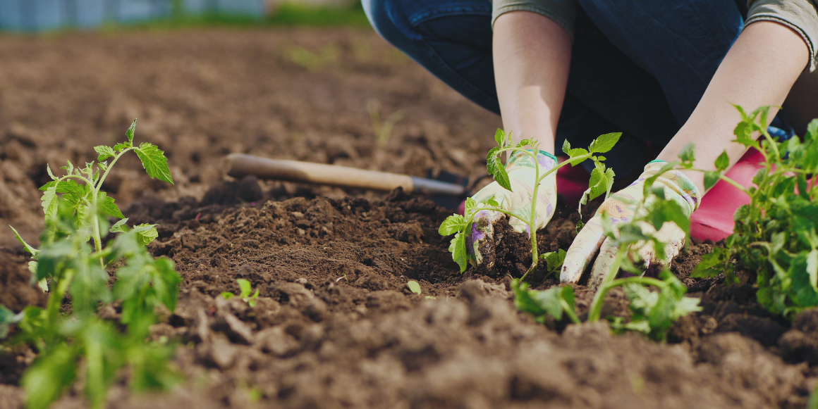 Kvinner bruker plantejord for å stelle hagen